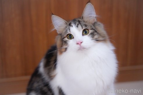 成約済の愛知県のノルウェージャンフォレストキャット-95371の1枚目